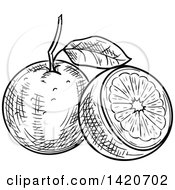 Clipart Of A Black And White Sketched Navel Orange Royalty Free Vector Illustration