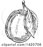 Clipart Of A Black And White Sketched Plum Or Apricot Royalty Free Vector Illustration