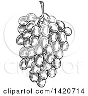 Clipart Of A Black And White Sketched Bunch Of Grapes Royalty Free Vector Illustration