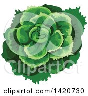 Poster, Art Print Of Head Of Batavia Lettuce