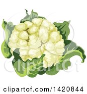 Poster, Art Print Of Head Of Cauliflower