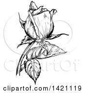 Clipart Of A Sketched Black And White Rose Royalty Free Vector Illustration