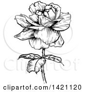 Clipart Of A Sketched Black And White Rose Royalty Free Vector Illustration