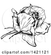 Poster, Art Print Of Sketched Black And White Rose