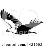 Clipart Of A Flying Black And White Bald Eagle Royalty Free Vector Illustration