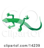 Solid Green Gecko Lizard Over A White Background Wildlife Clipart Illustration by Rasmussen Images