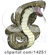 Vemomous And Defensive Green Cobra Snake Preparing To Attack Clipart Illustration by AtStockIllustration #COLLC14251-0021