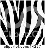 Zebra Animal Print Background With A Black And White Stripes Pattern Clipart Illustration