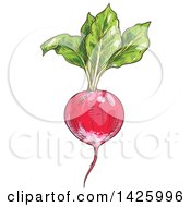 Clipart Of A Sketched Radish Royalty Free Vector Illustration