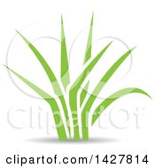 Poster, Art Print Of Green Grass With A Shadow