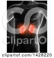 3d Anatomical Xray Man With Glowing Red Kidneys On Black