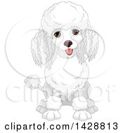 Poster, Art Print Of Cute Happy White Poodle Dog Sitting