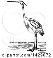 Poster, Art Print Of Vintage Black And White Heron Bird