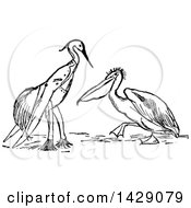 Poster, Art Print Of Vintage Black And White Perched Stork Dressed In Clothes And Pelican