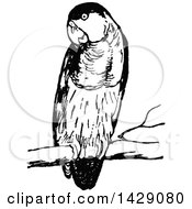 Poster, Art Print Of Vintage Black And White Perched Parrot