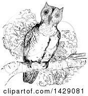 Poster, Art Print Of Vintage Black And White Sketched Perched Owl