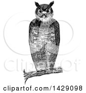Poster, Art Print Of Vintage Black And White Sketched Owl