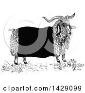 Poster, Art Print Of Vintage Black And White Sketched Ram
