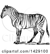 Clipart Of A Vintage Black And White Sketched Zebra Royalty Free Vector Illustration