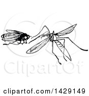 Poster, Art Print Of Vintage Black And White Fly And Mosquito