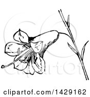Clipart Of A Vintage Black And White Lily Flower Royalty Free Vector Illustration