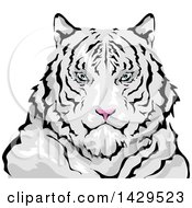 Poster, Art Print Of Siberian White Tiger