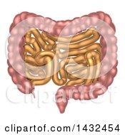 Clipart Of Small And Large Intestines Of The Digestive System Royalty Free Vector Illustration by AtStockIllustration