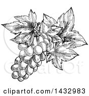 Poster, Art Print Of Black And White Sketched Bunch Of Grapes