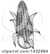Clipart Of A Black And White Sketched Ear Of Corn Royalty Free Vector Illustration