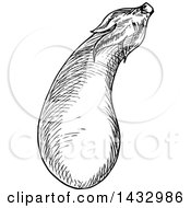 Clipart Of A Black And White Sketched Eggplant Royalty Free Vector Illustration