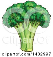 Poster, Art Print Of Sketched Head Of Broccoli