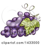 Poster, Art Print Of Sketched Bunch Of Purple Grapes