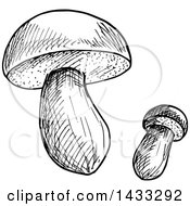 Clipart Of Black And White Sketched Mushrooms Royalty Free Vector Illustration