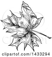 Poster, Art Print Of Black And White Sketched Maple Leaf