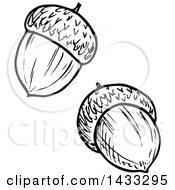 Clipart Of Black And White Sketched Acorns Royalty Free Vector Illustration