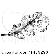 Clipart Of A Black And White Sketched Oak Leaf Royalty Free Vector Illustration