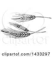 Poster, Art Print Of Sketched Black And White Wheat