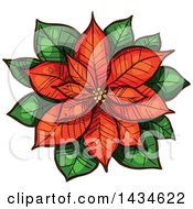 Poster, Art Print Of Sketched Red Christmas Poinsettia