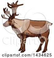 Poster, Art Print Of Sketched Caribou Or Christmas Reindeer