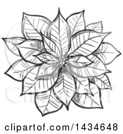 Poster, Art Print Of Sketched Dark Gray Christmas Poinsettia