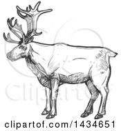 Poster, Art Print Of Sketched Dark Gray Caribou Or Christmas Reindeer