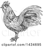 Clipart Of A Sketched Dark Gray Rooster Royalty Free Vector Illustration by Vector Tradition SM
