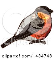 Clipart Of A Sketched Chubby Robin Bird Royalty Free Vector Illustration