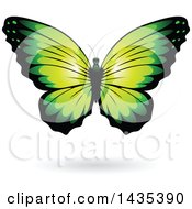 Poster, Art Print Of Green Butterfly With A Shadow