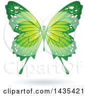 Clipart Of A Flying Green Butterfly And Shadow Royalty Free Vector Illustration by cidepix