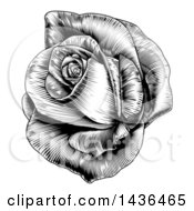 Poster, Art Print Of Vintage Black And White Engraved Or Woodcut Blooming Rose