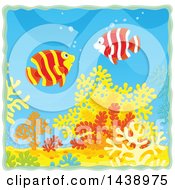 Poster, Art Print Of Banded Angelfish Over Corals