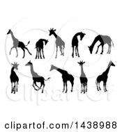 Poster, Art Print Of Black Silhouetted Giraffes