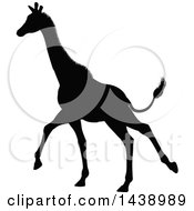 Poster, Art Print Of Black Silhouetted Giraffe Running