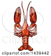 Poster, Art Print Of Sketched And Colored Lobster